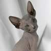Donskoy