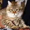 gatto siberiano