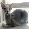 Siamese