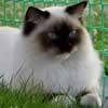 Ragdoll