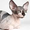 Sphynx