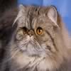 Gatto Persiano