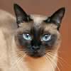 Siamese
