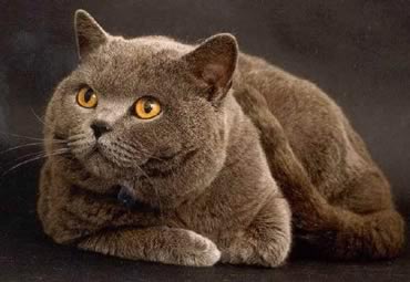 Il British shorthair