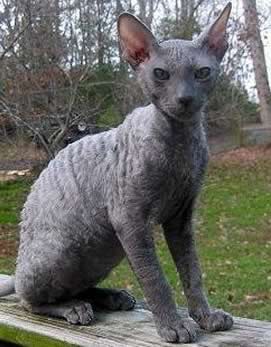 Il Cornish Rex