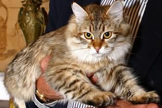 Gatto Siberiano