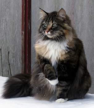 Norsk Skogkatt