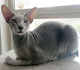 Peterbald