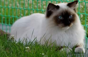 Ragdoll
