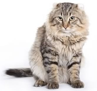 American curl