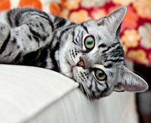 american-shorthair