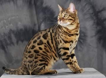 Bengala