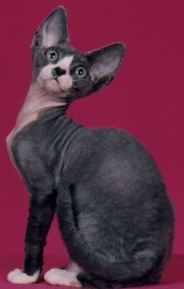 devon rex