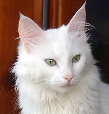 gatto angora
