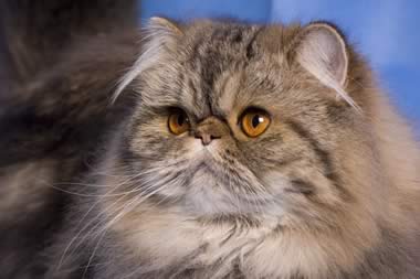 Gatto Persiano