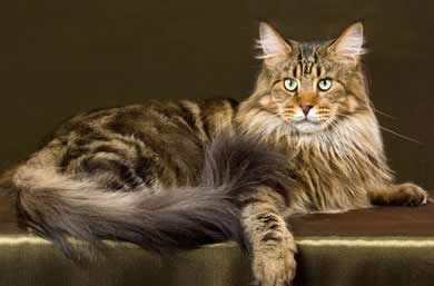 Maine Coon