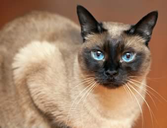 siamese